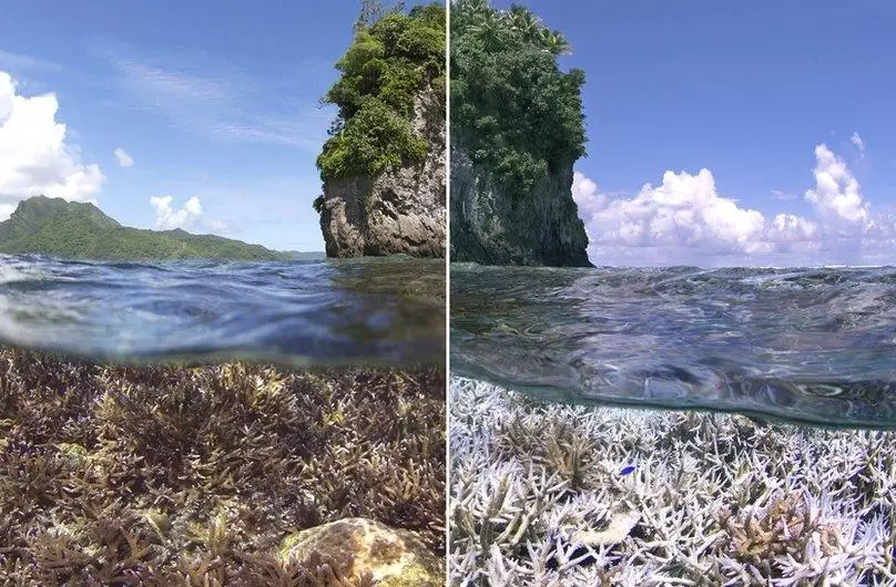 coral reef ecosystem collapse