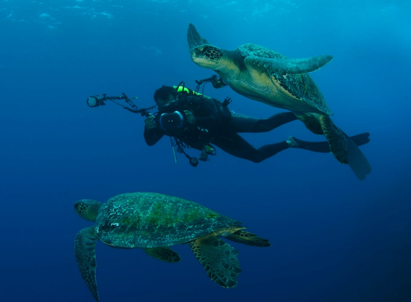 Tortuguero Costa Rica turtles