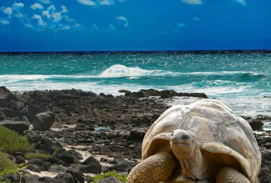 best time to see sea turtles Caribbean