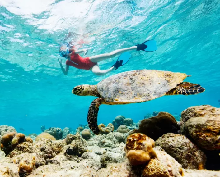 swimming with turtles