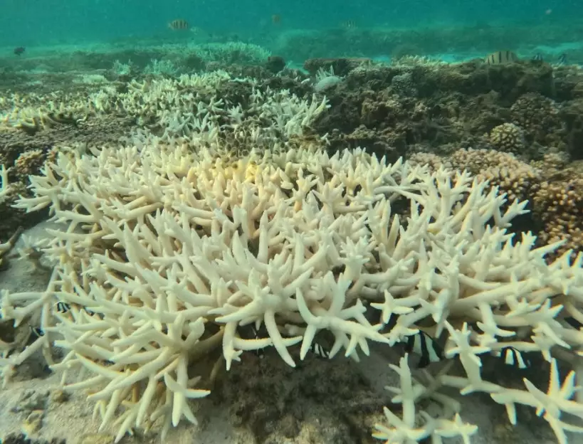 coral reef ecosystem collapse