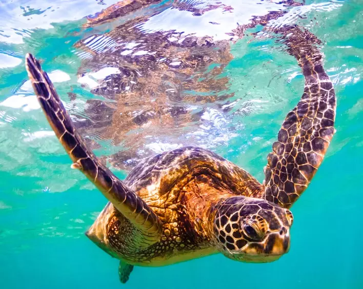 best places to see sea turtles Hawaii