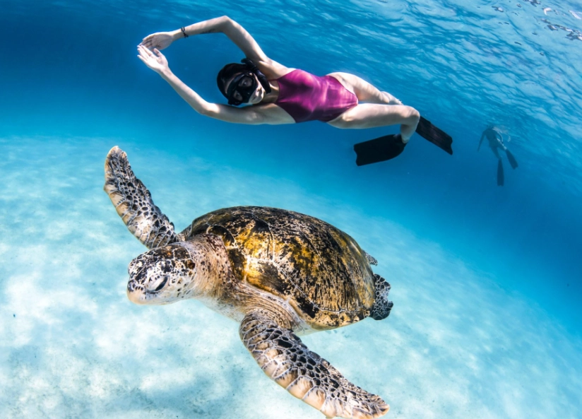 sea turtle snorkeling tours