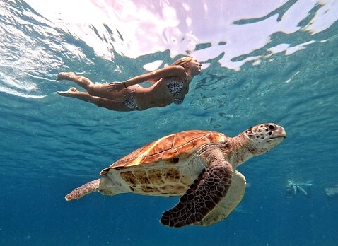 best places to swim with turtles