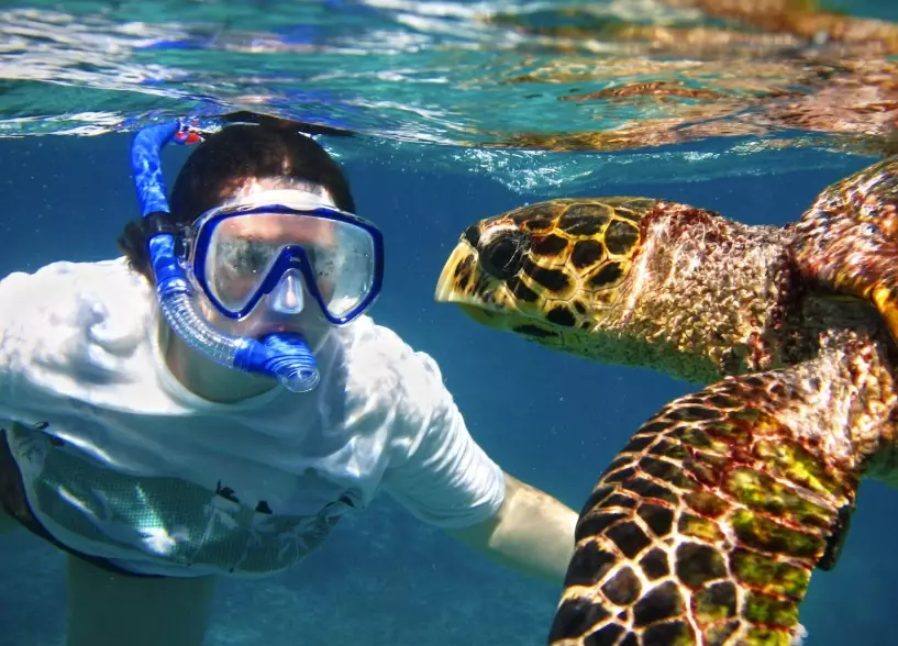 sea turtle swimming destinations