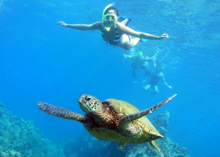 swim with sea turtles Hawaii