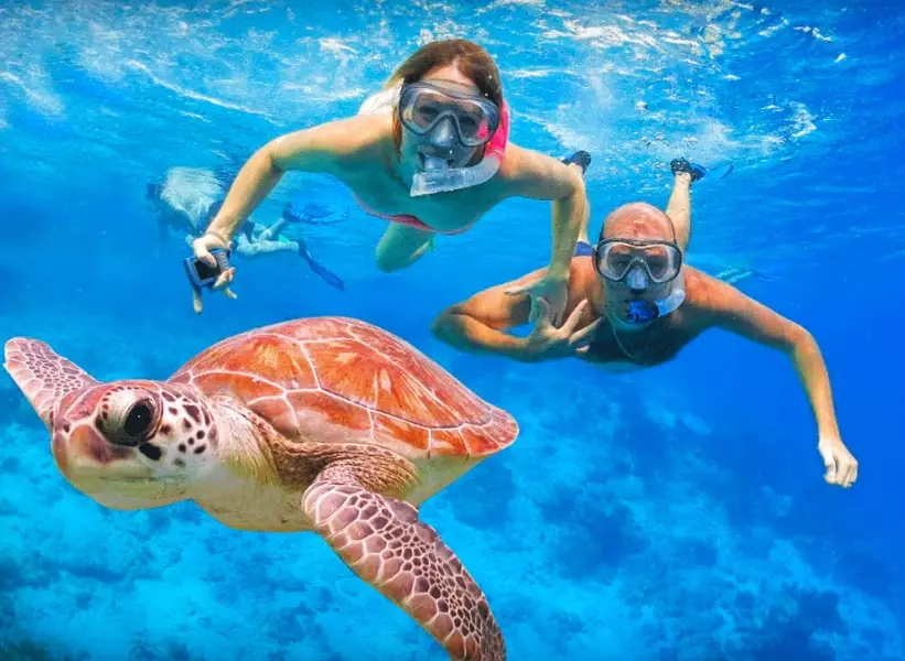 sea turtle snorkeling tours