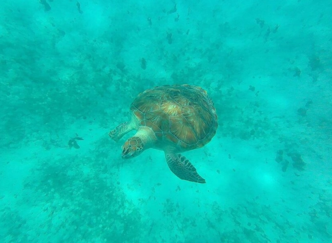 swim with sea turtles