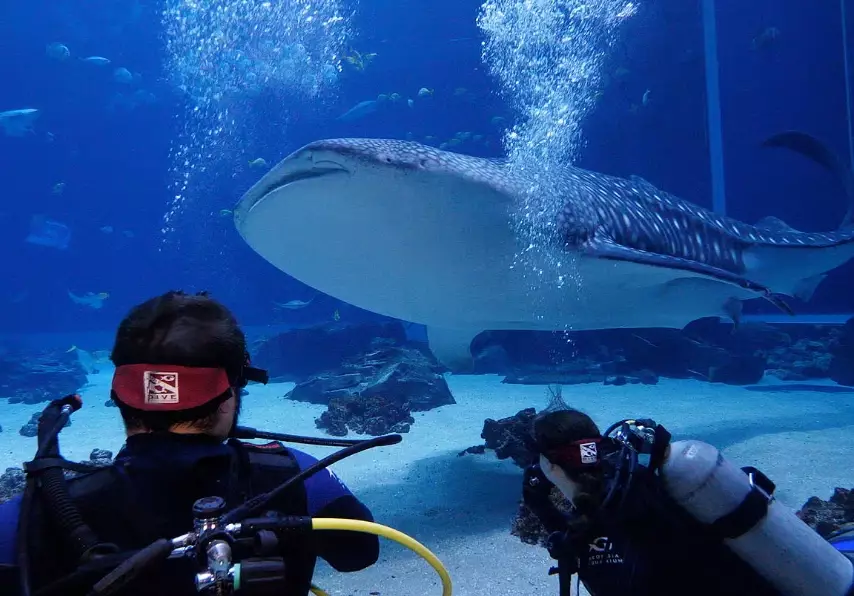 aquarium dive experience