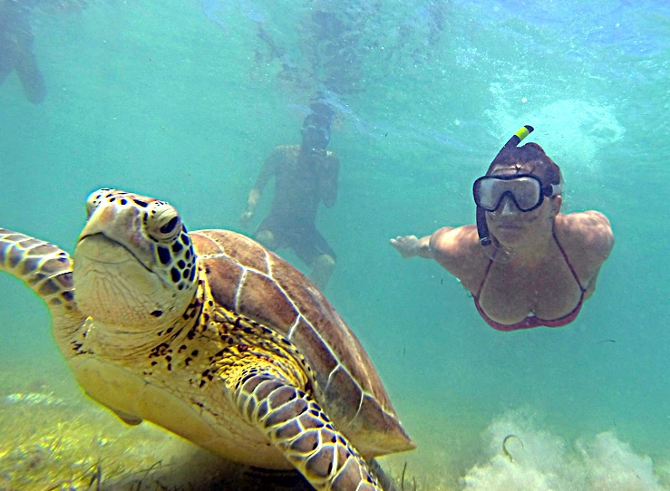 sea turtle snorkeling