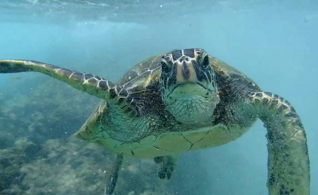 aquarium sea turtle experience aquarium sea turtle experience