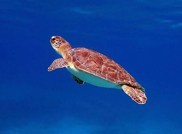 loggerhead turtle swimming