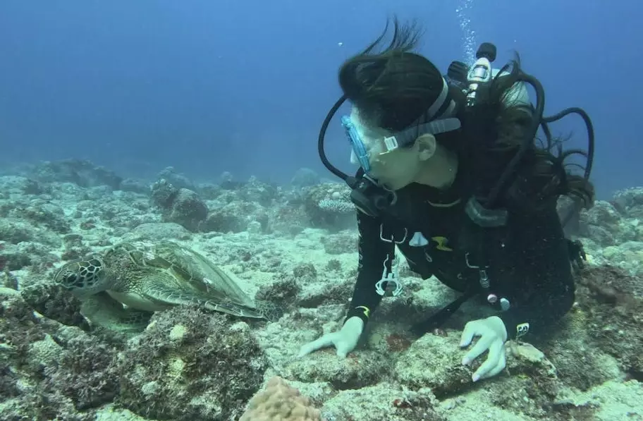 how to swim with sea turtles in aquarium how to swim with sea turtles in aquarium