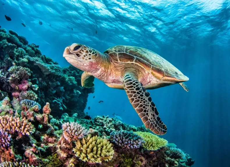 ethical sea turtle encounters