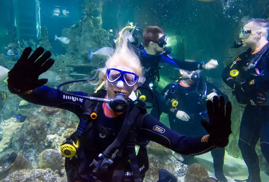 swim with whale sharks