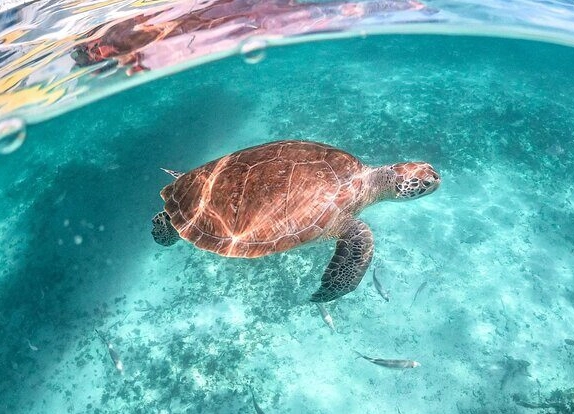 sea turtle encounter near me sea turtle encounter near me