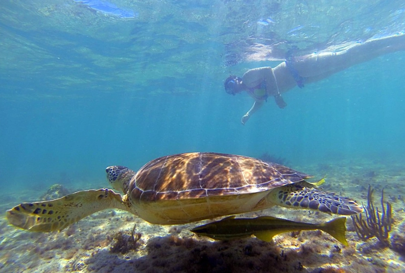loggerhead turtle swimming