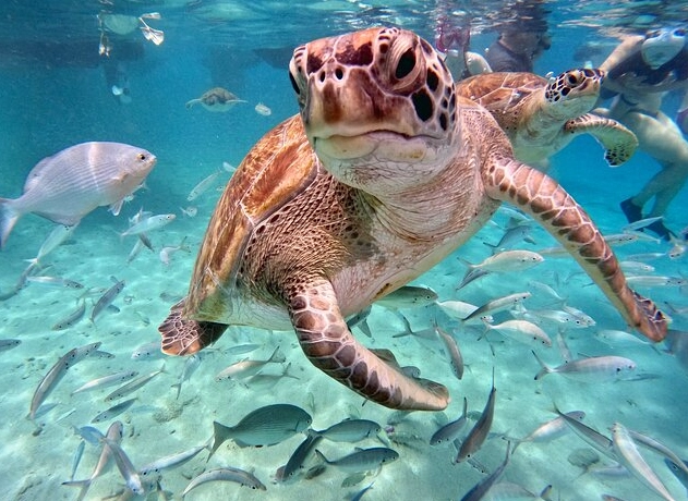 swim with sea turtles