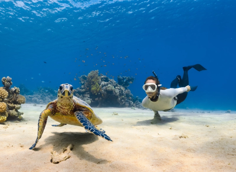 sea turtle swimming destinations