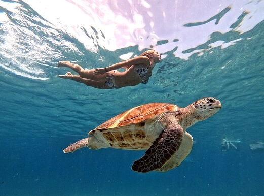 sea turtle snorkeling tours