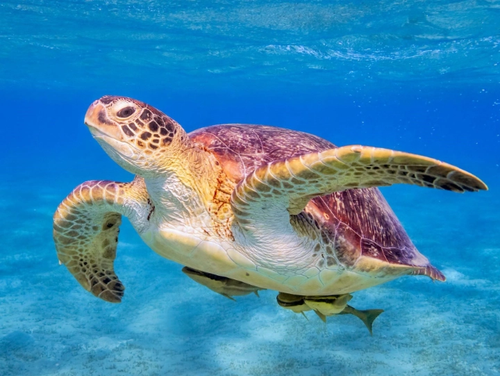 best places to swim with turtles