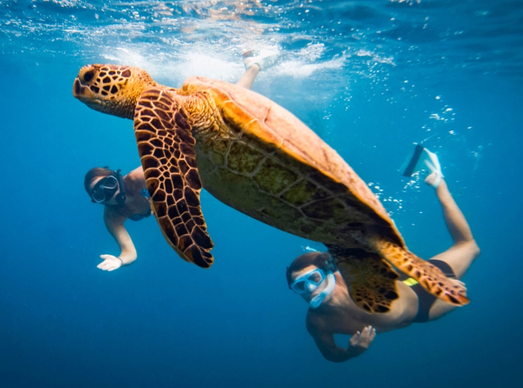 swim with turtles