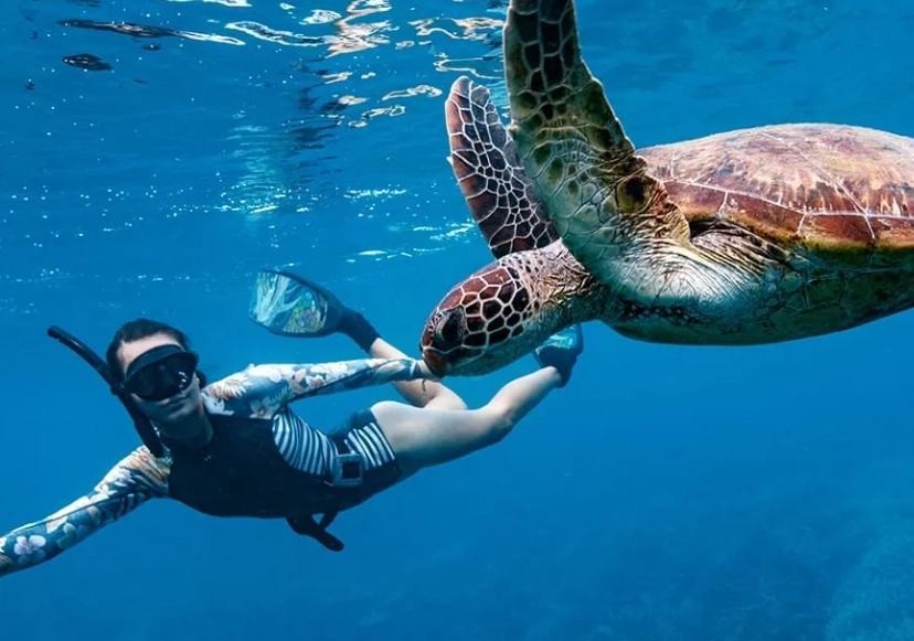 ethical sea turtle encounters
