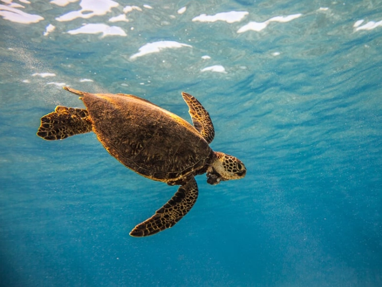 Hawaii sea turtle snorkeling