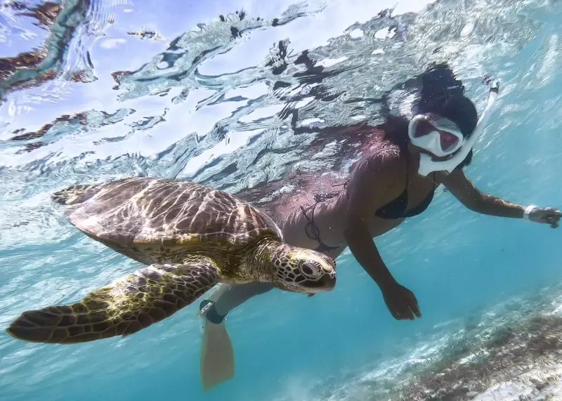 best places to swim with sea turtles