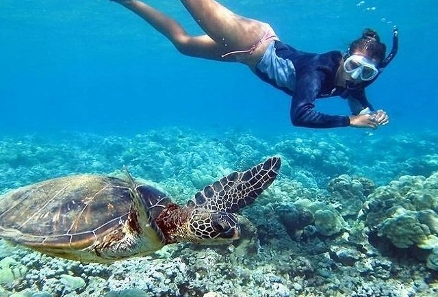 Hawaii sea turtle snorkeling