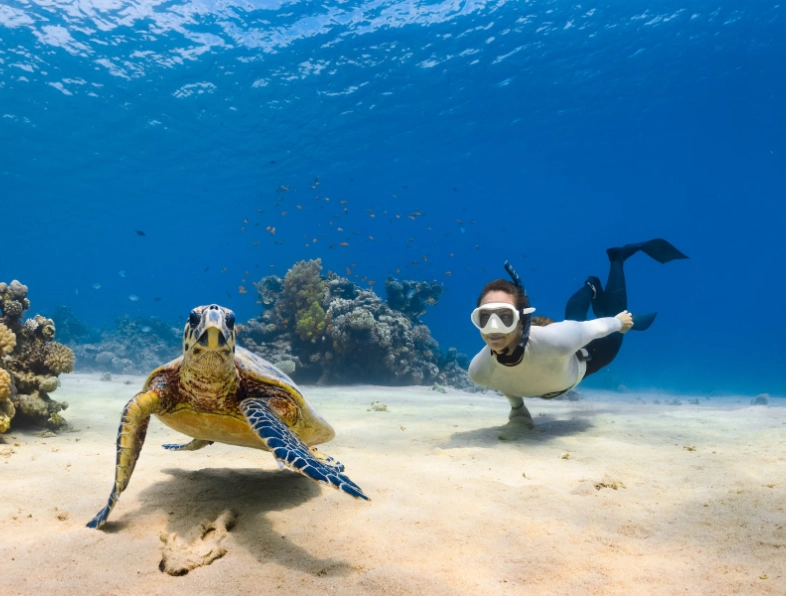 swim with turtles Europe