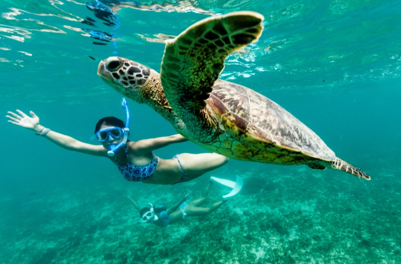 sea turtle snorkeling tours