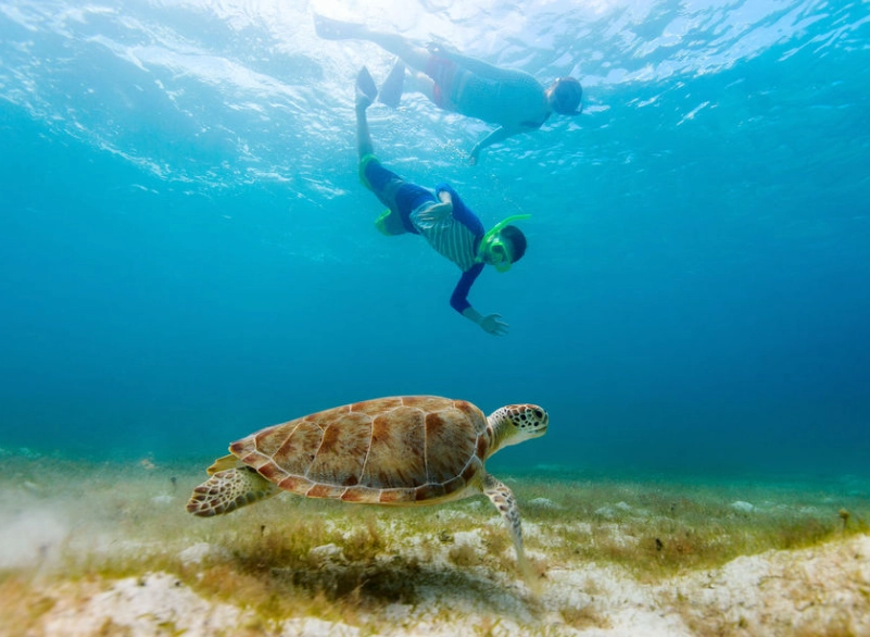 swim with turtles