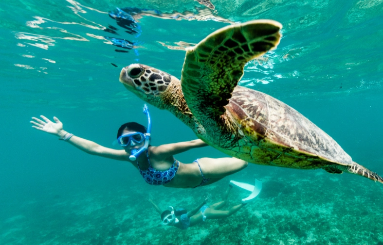 green sea turtle encounter