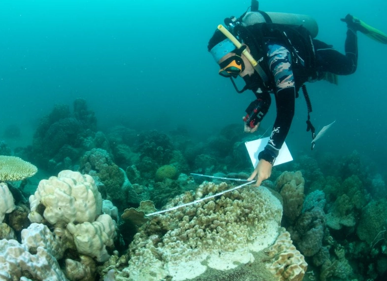 coral bleaching impacts on humans