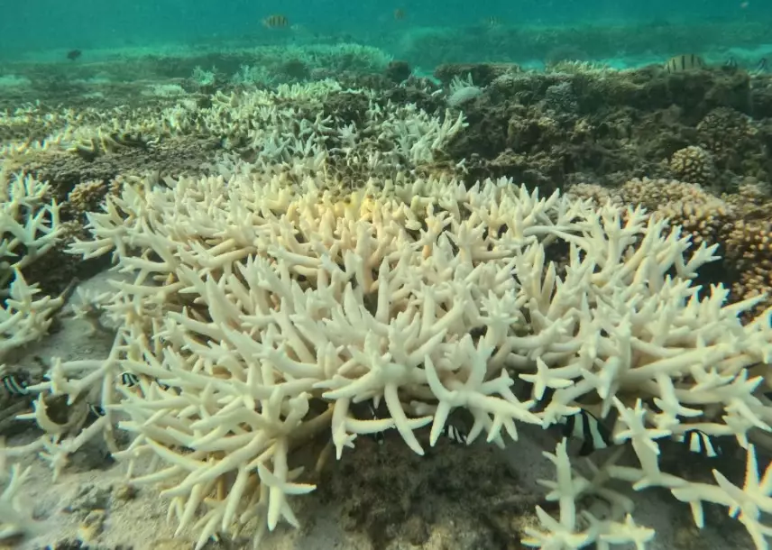 prevent coral bleaching prevent coral bleaching