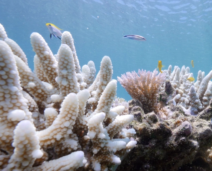 coral reef fisheries decline