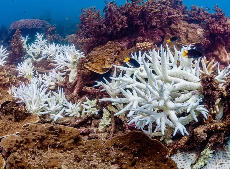 coral bleaching human impact
