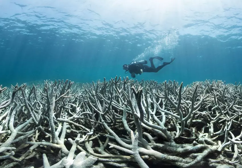 coral bleaching impact