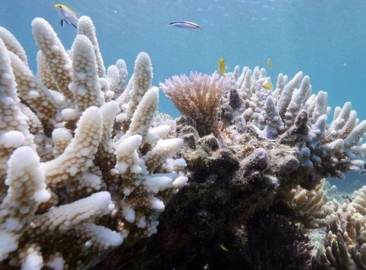 coral reef importance