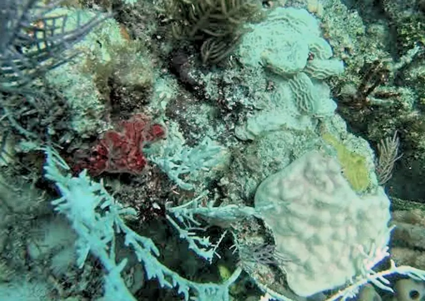coral reefs Florida Keys