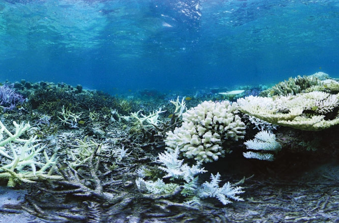 coral reef fisheries decline