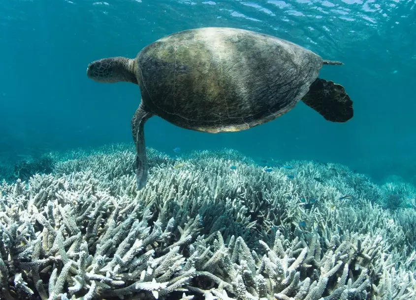coral bleaching marine life