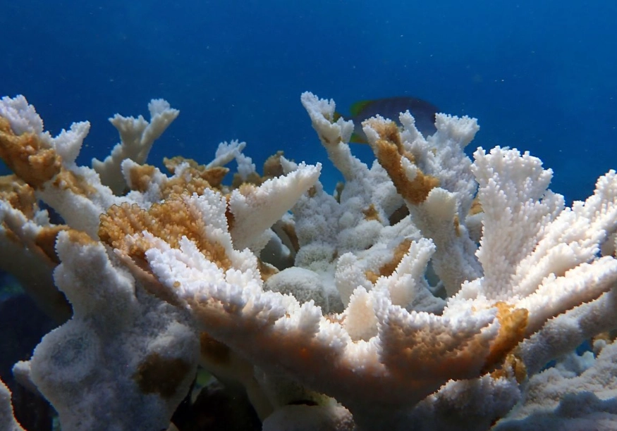 effects of coral bleaching