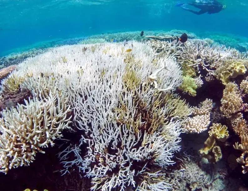 coral reefs Florida Keys
