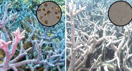 effects of coral bleaching on humans