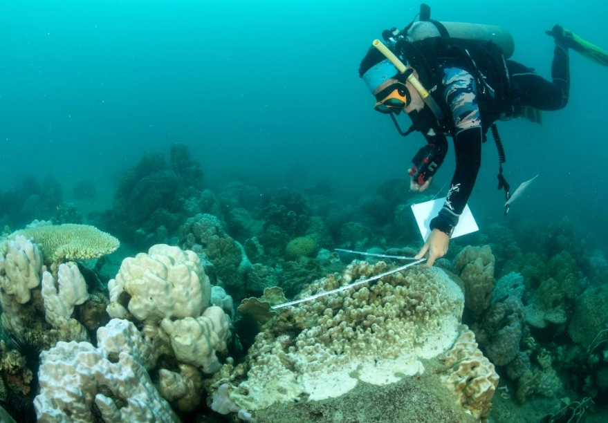 coral bleaching