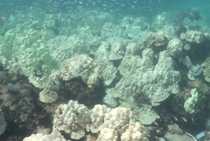 coral bleaching Florida Keys
