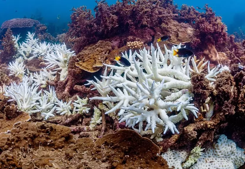 effects of coral bleaching