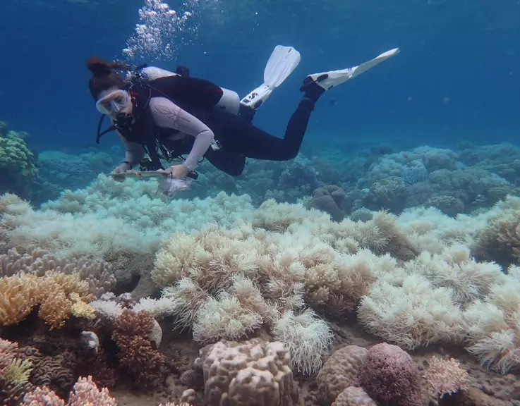 coral reef loss economic impact